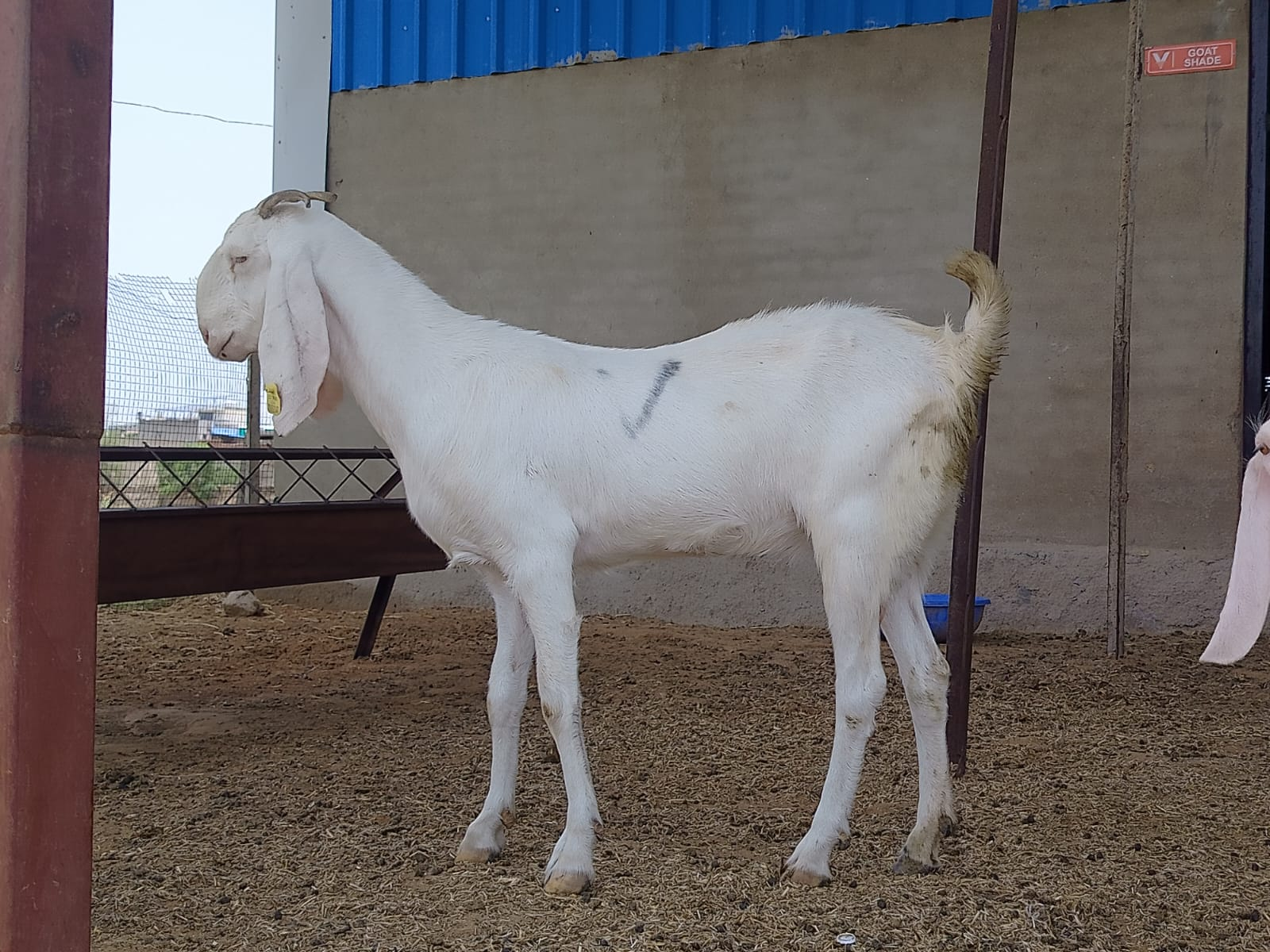Tagged Sojat doe inside Verdant Impact goat shade
