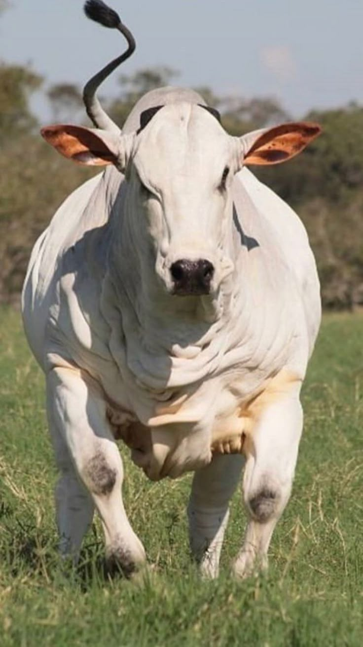 Brahma Bull indigenous breed