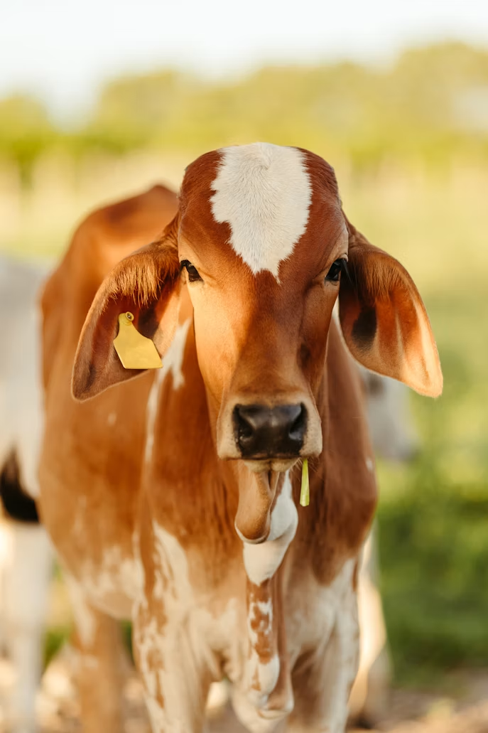 Pashu.AI Diagnostic Engine: 94% Accuracy in Livestock Health