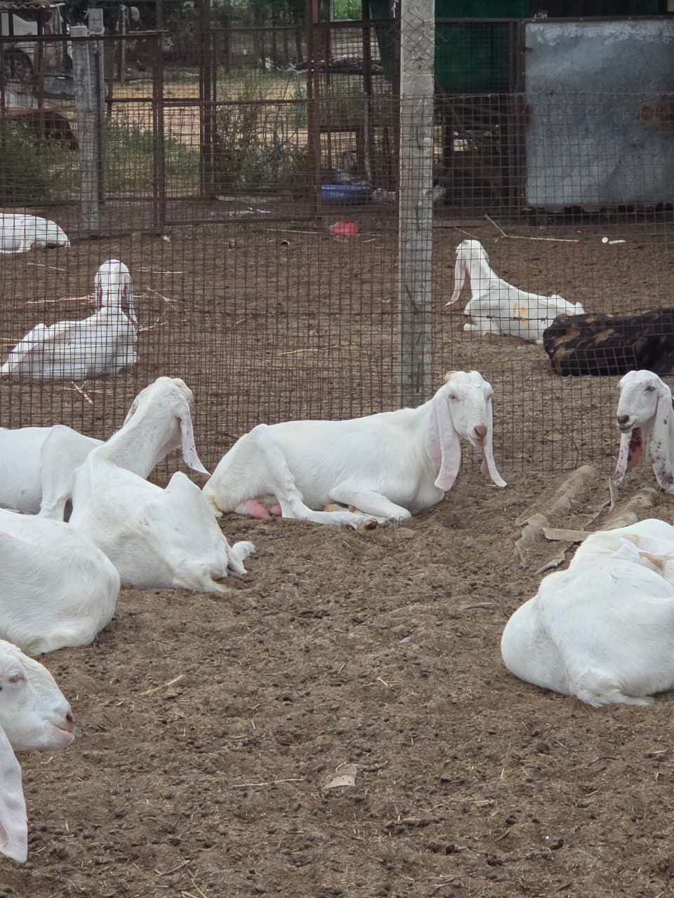 Sojat breed goats at Verdant Impact breeding farm