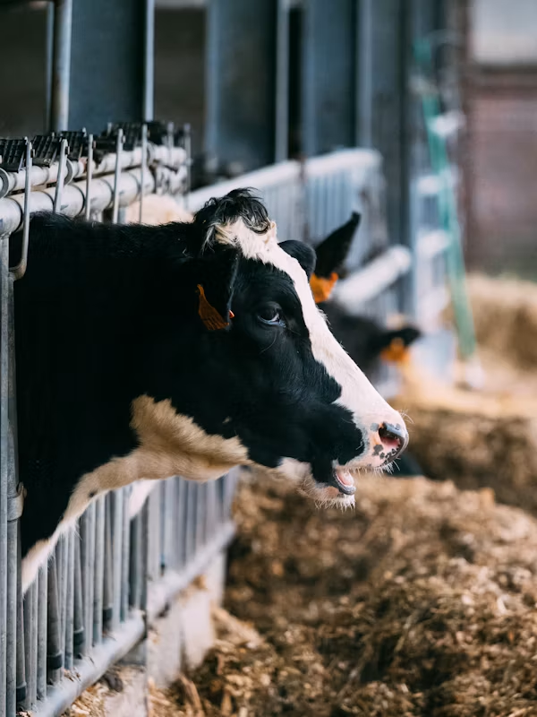Holstein cow at feeding station