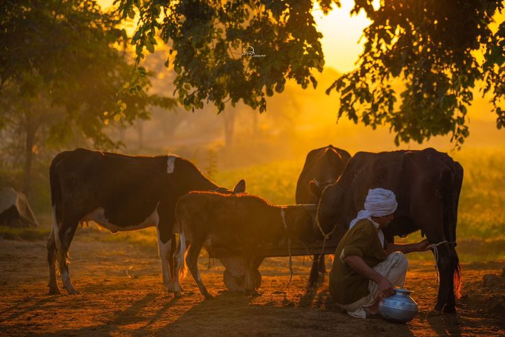 Farmer with cow and calf at sunset