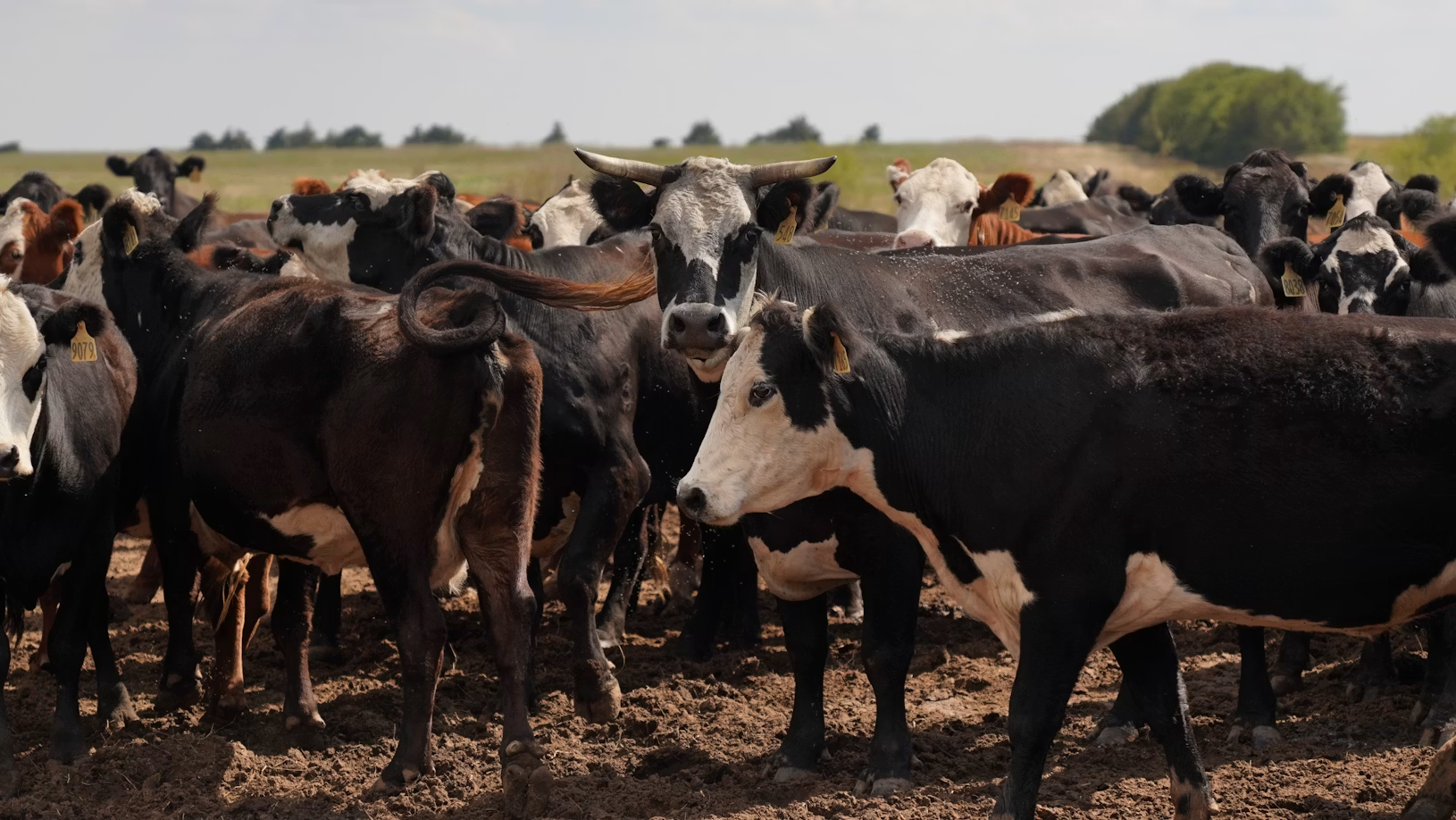 Veterinarian monitoring cattle health