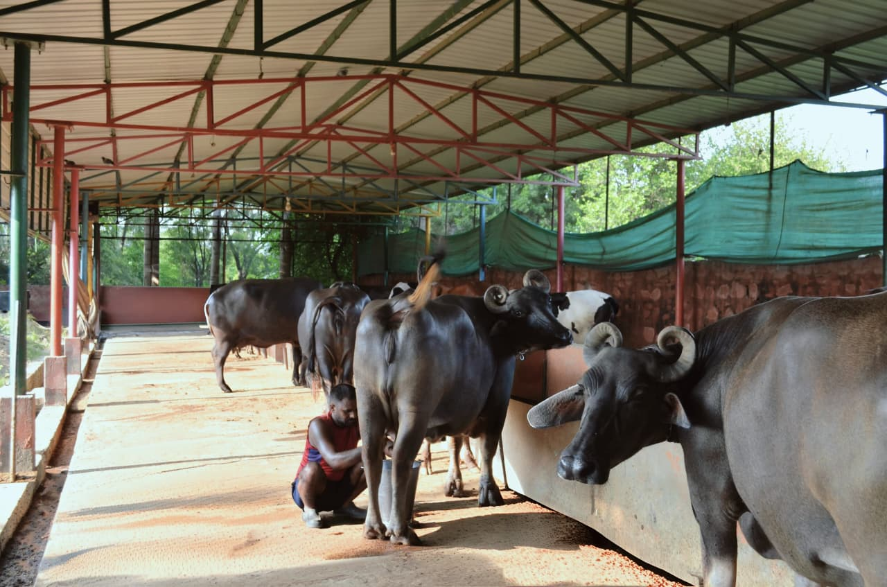 Farmer milking buffalo herd at Verdant Impact shed