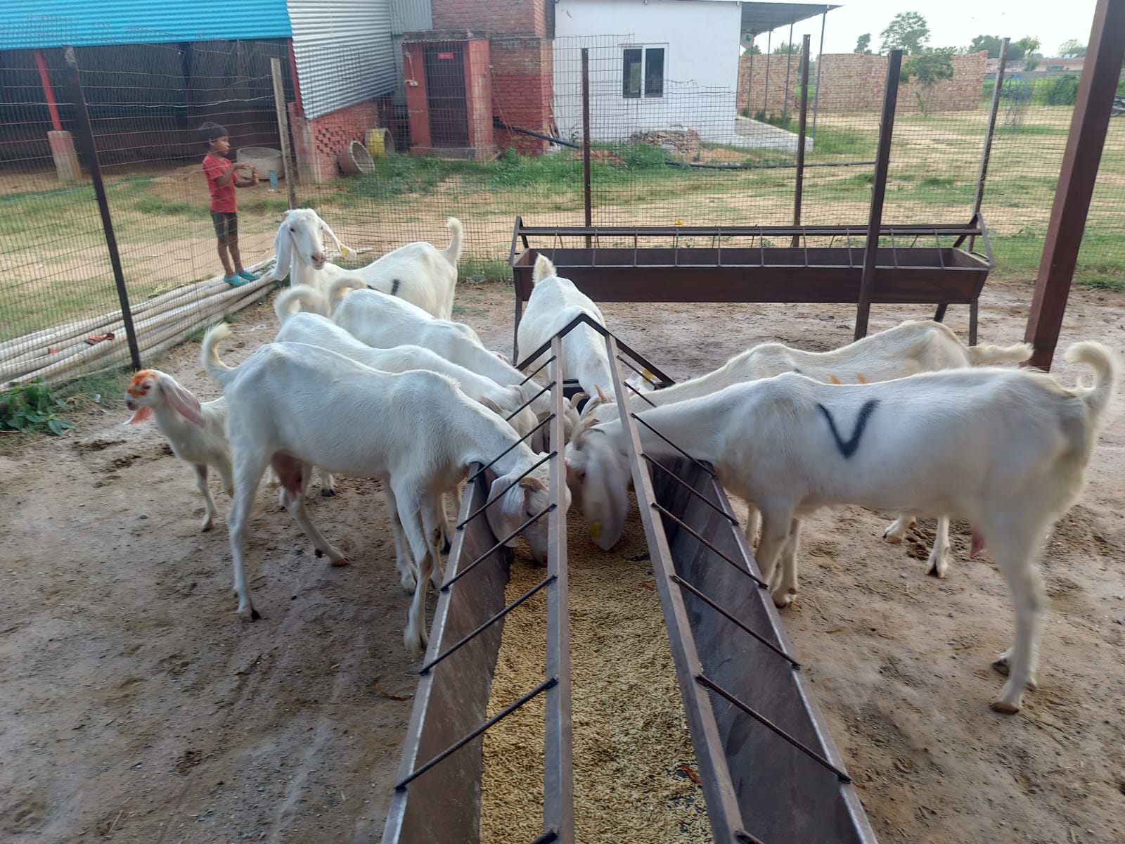 Sojat goats feeding at the breeding farm
