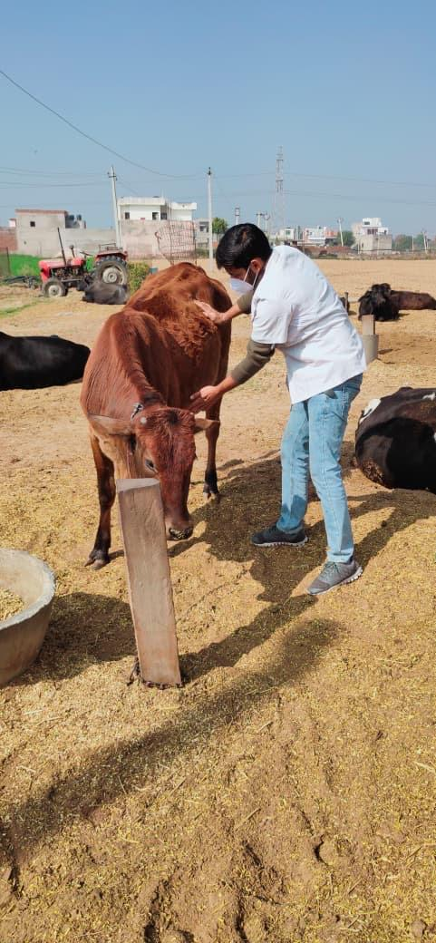 Veterinarian examining a cow on the farm