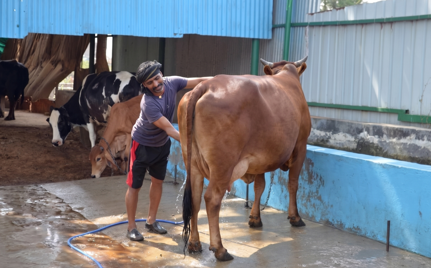 Farmer bathing a desi cow at Verdant Impact dairy