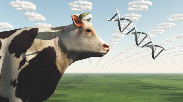 Indigenous breed genetics