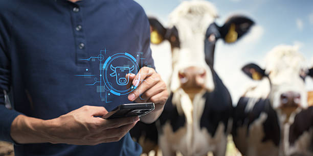 Farmer using Pashu.AI on smartphone to diagnose cattle