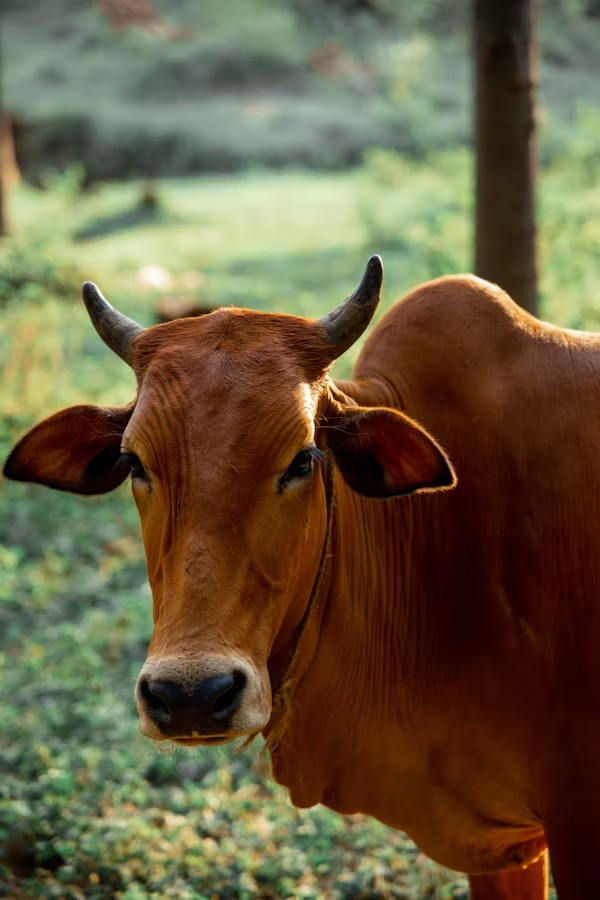 Healthy desi cow raised on a Verdant Impact partner farm