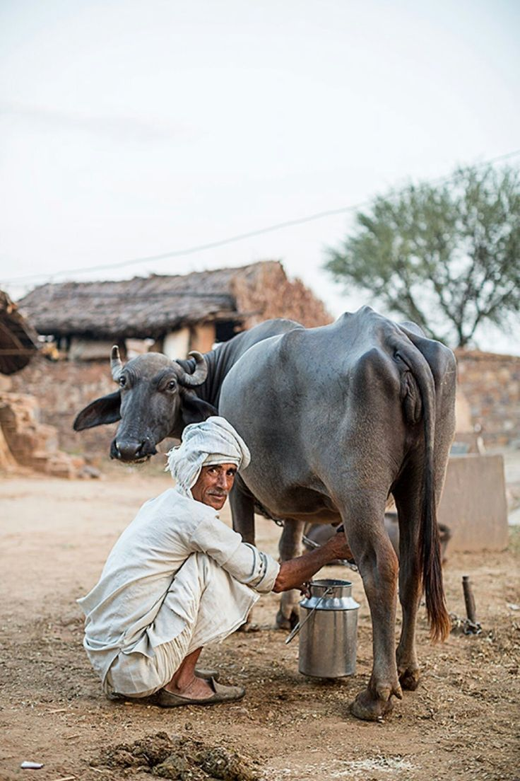 Holstein cow at feeding station