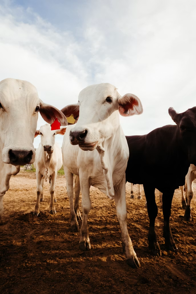 Young calves at our cattle facility