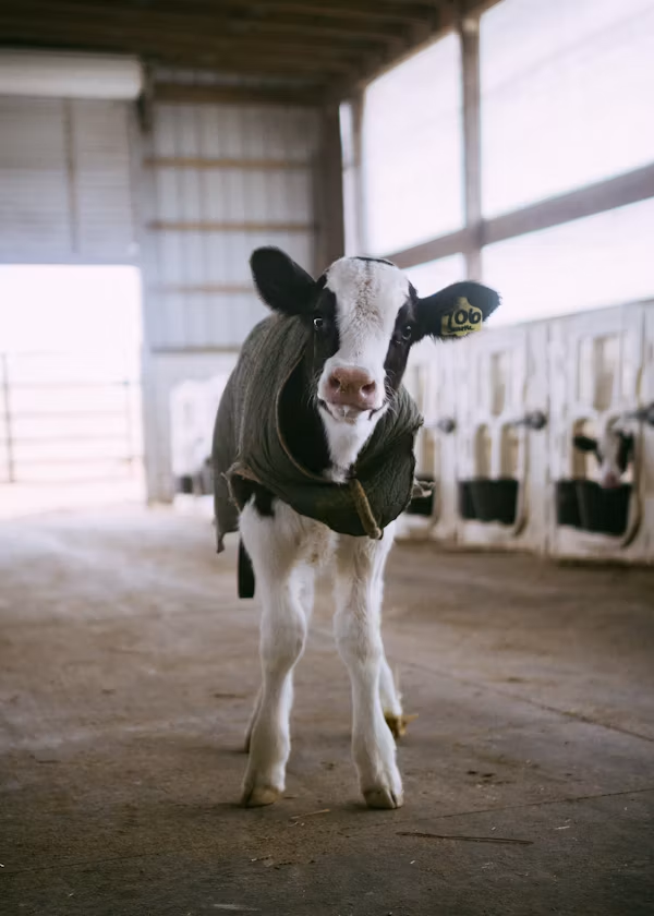 Calf with Pashu.AI ear tag