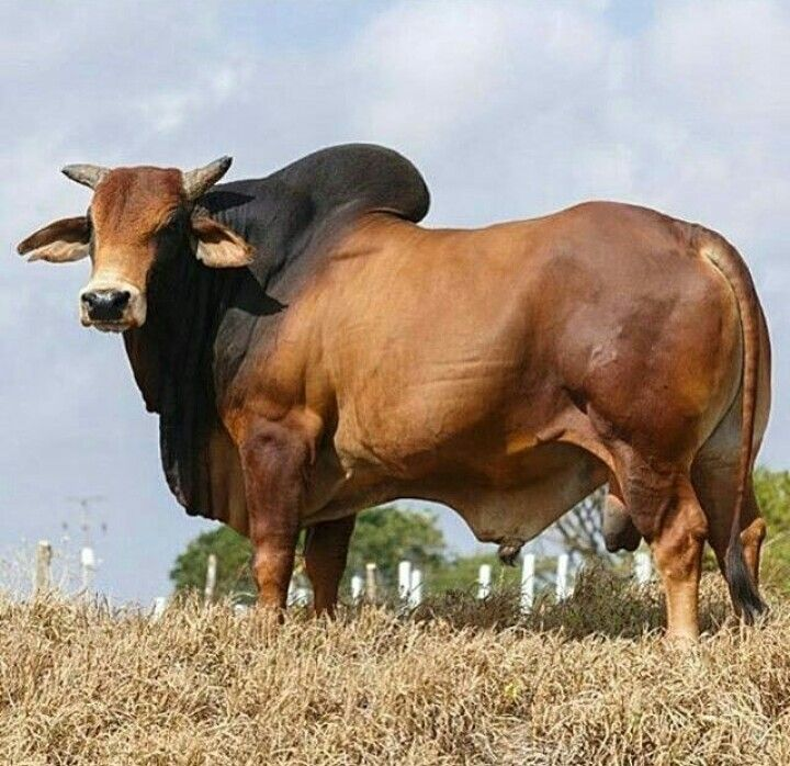 Brahma Bull indigenous breed