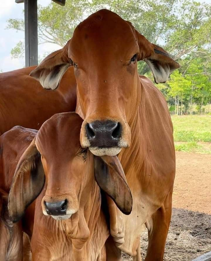 Gir Bull indigenous breed