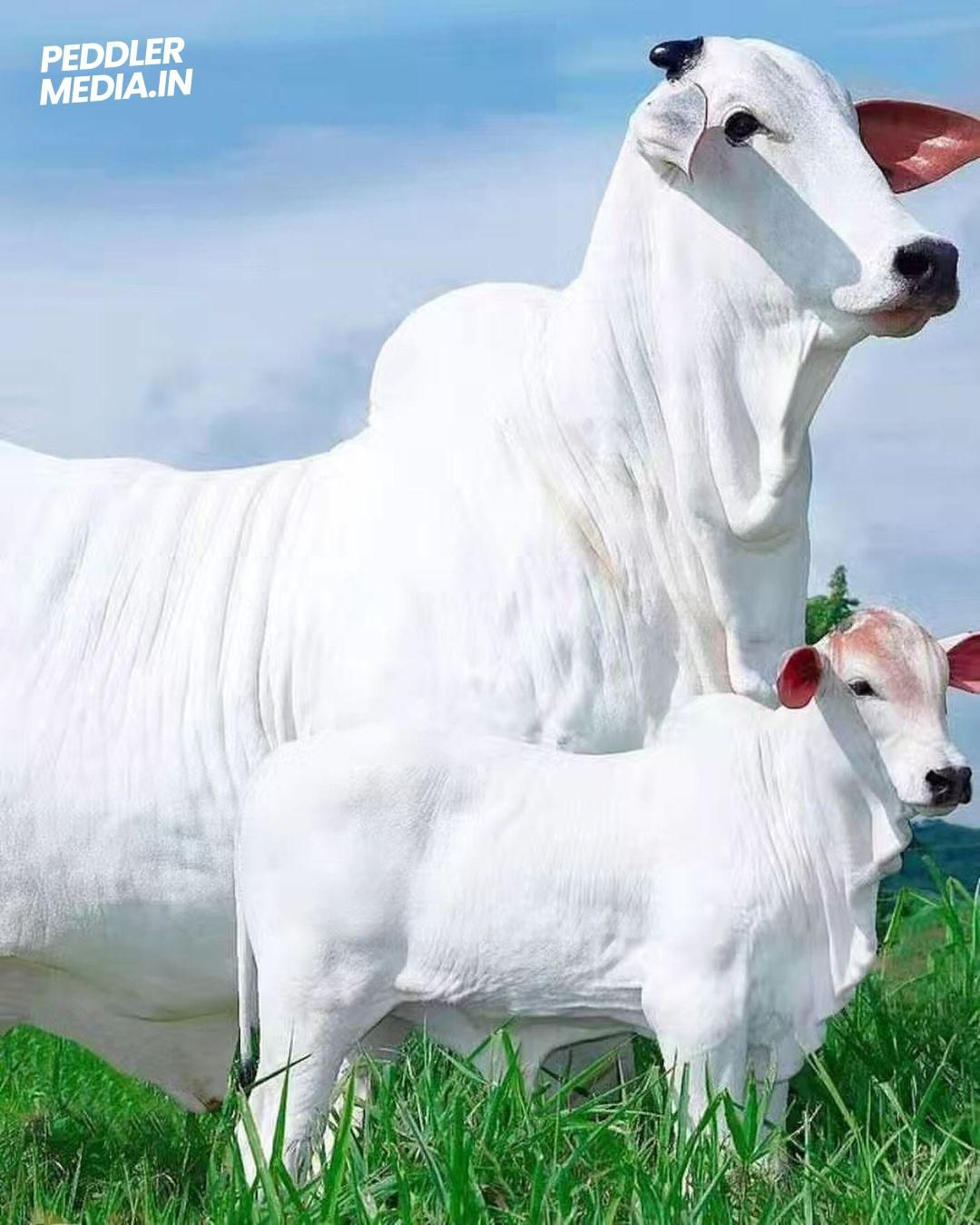 Nelore Bull indigenous breed