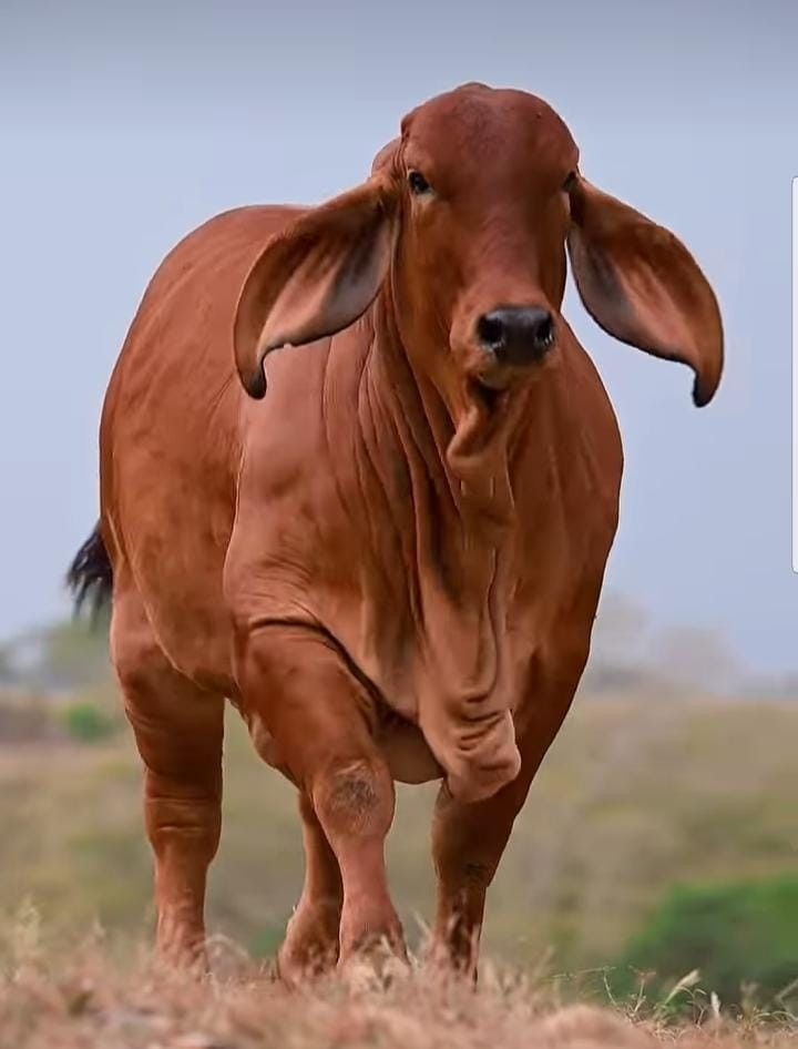 Sahiwal Bull indigenous breed